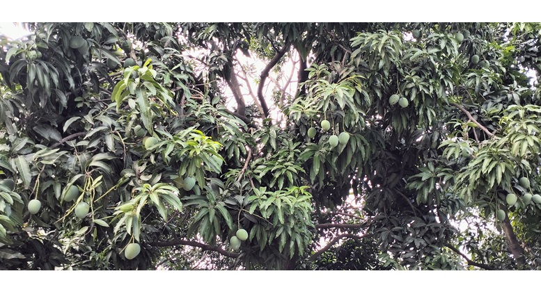 মে মাসে ঠাঁ ঠাঁ বরেন্দ্রাঞ্চল চাঁপাইনবাবগঞ্জে ২০ বছরের মধ্যে রেকর্ড বৃষ্টিপাত,সতেজ প্রাণ-প্রকৃতি